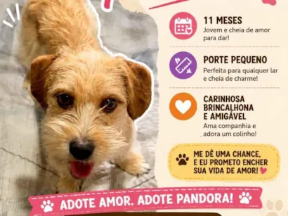 Cachorro raça SRD-ViraLata idade 7 a 11 meses nome Pandora