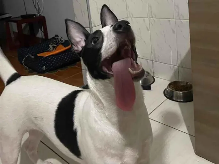 Cachorro raça SRD-ViraLata idade 1 ano nome Aurora