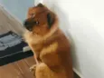 Ted