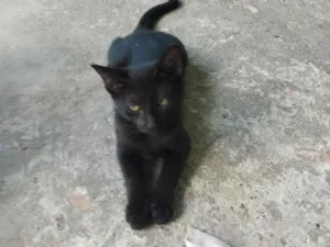 Gato raça SRD-ViraLata idade 2 a 6 meses nome gato 