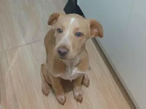 Cachorro raça SRD-ViraLata idade 2 a 6 meses nome moah