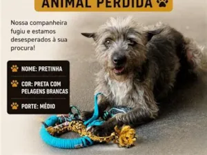 Cachorro raça SRD-ViraLata idade 6 ou mais anos nome Pretinha