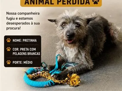 Cachorro raça SRD-ViraLata idade 6 ou mais anos nome Pretinha
