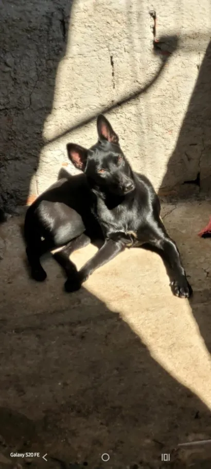 Cachorro raça SRD-ViraLata idade 3 anos nome Zoe 