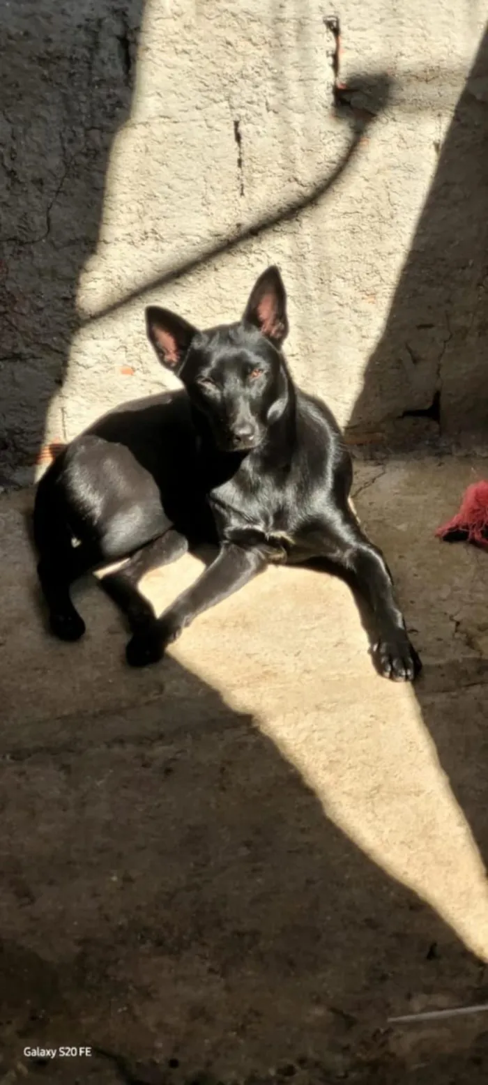 Cachorro raça SRD-ViraLata idade 3 anos nome Zoe 