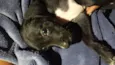 pantera 