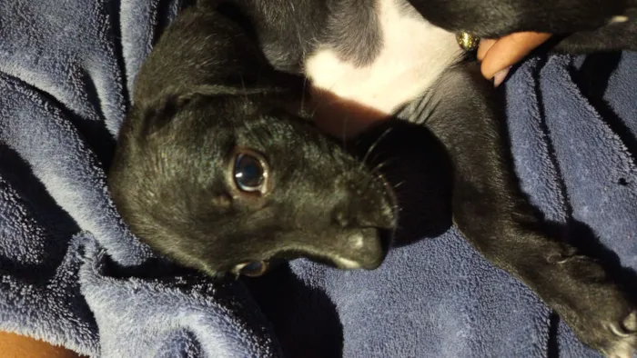 Cachorro raça SRD-ViraLata idade 2 a 6 meses nome pantera 