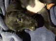 pantera 