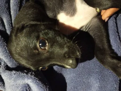Cachorro raça SRD-ViraLata idade 2 a 6 meses nome pantera 