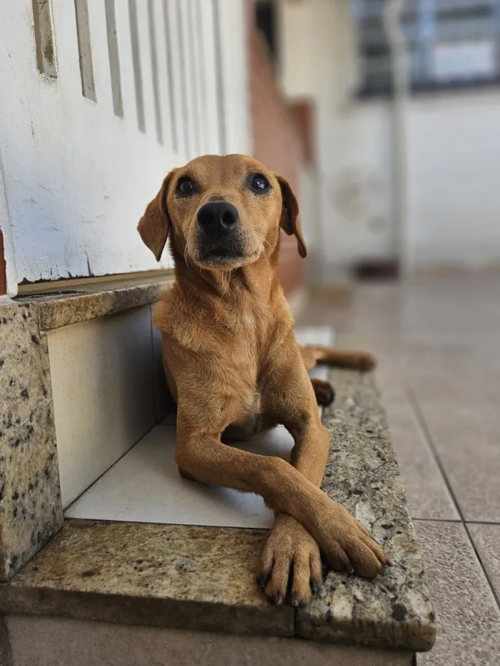 Cachorro raça SRD-ViraLata idade 2 anos nome Procura-se Cachorro Caramelo Desaparecido! Floquinho o Nome dele.