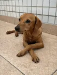 Procura-se Cachorro Caramelo Desaparecido! Floquinho o Nome dele.
