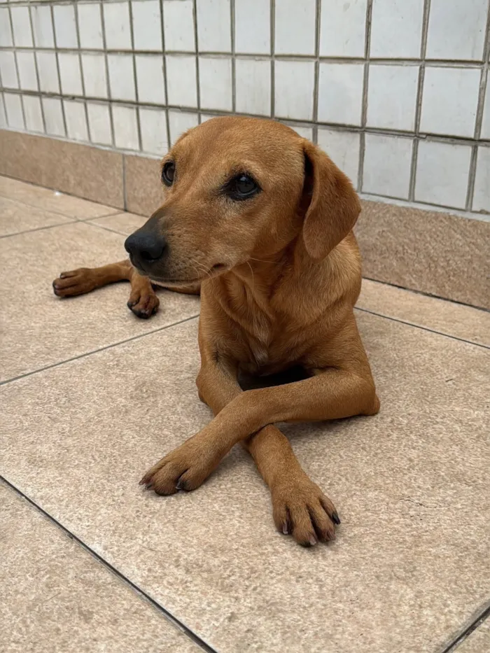 Cachorro raça SRD-ViraLata idade 2 anos nome Procura-se Cachorro Caramelo Desaparecido! Floquinho o Nome dele.