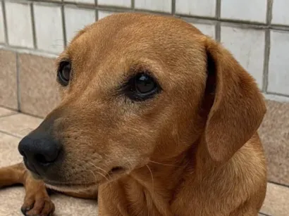 Cachorro raça SRD-ViraLata idade 2 anos nome Procura-se Cachorro Caramelo Desaparecido! Floquinho o Nome dele.