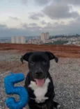 Pietro