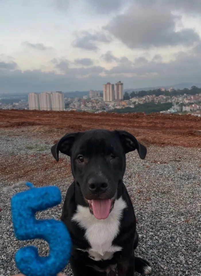 Cachorro raça Pit-Bull idade 7 a 11 meses nome Pietro