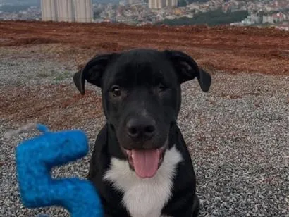 Cachorro raça Pit-Bull idade 7 a 11 meses nome Pietro