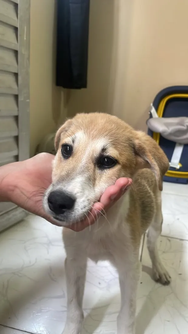 Cachorro raça SRD-ViraLata idade 7 a 11 meses nome Oliver