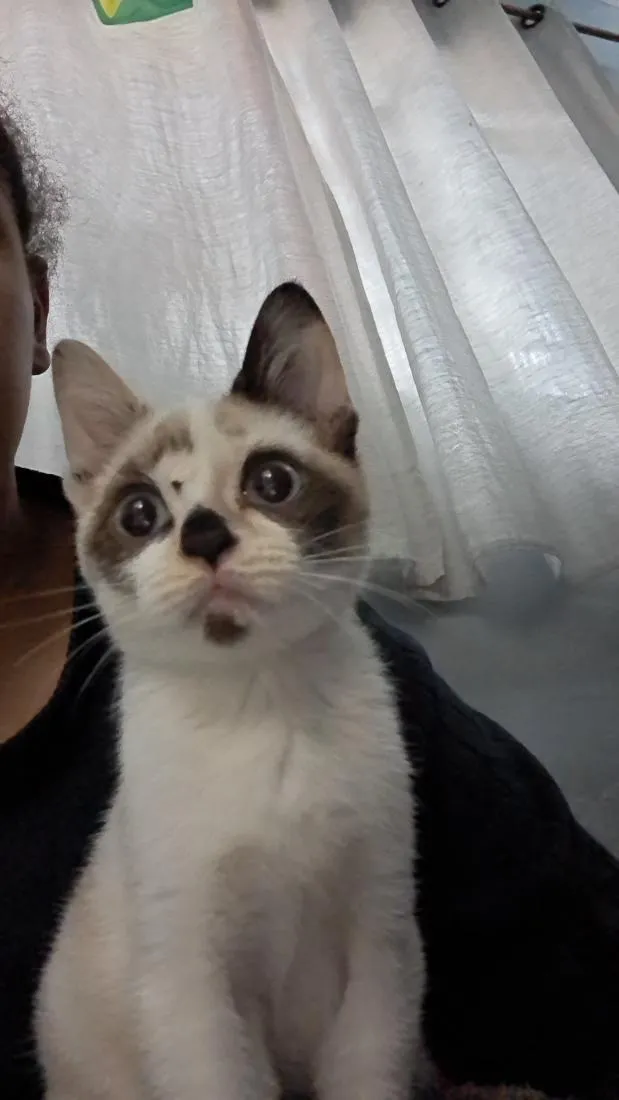 Gato raça SRD-ViraLata idade 2 a 6 meses nome Sem nome