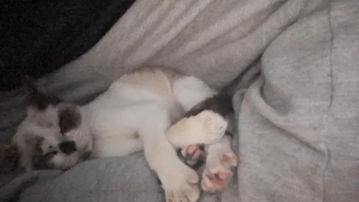 Gato raça SRD-ViraLata idade 2 a 6 meses nome Sem nome