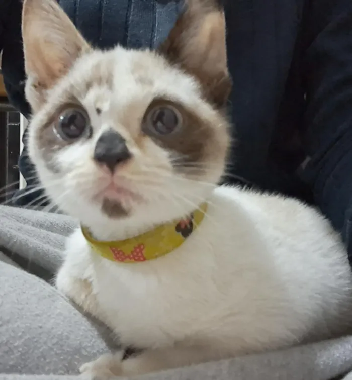 Gato raça SRD-ViraLata idade 2 a 6 meses nome Sem nome