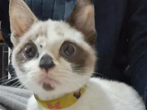 Gato raça SRD-ViraLata idade 2 a 6 meses nome Sem nome