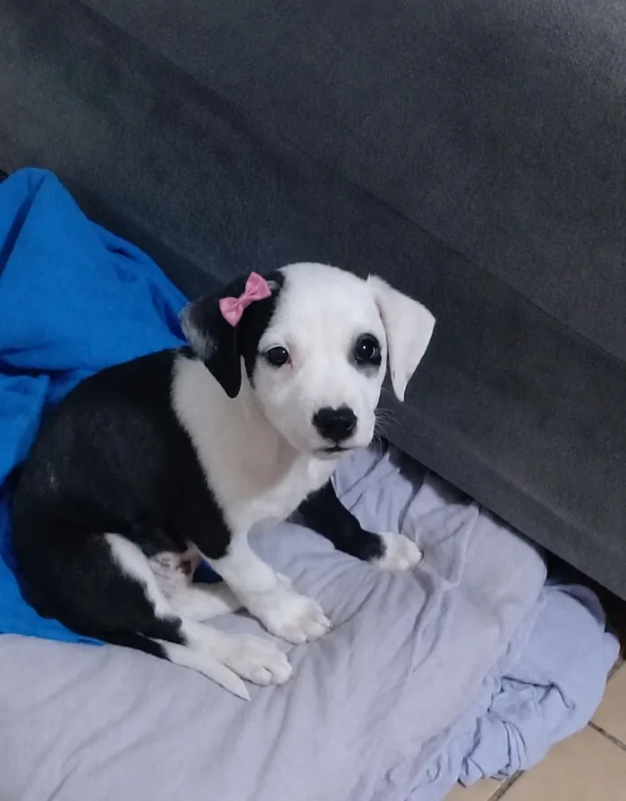 Cachorro raça SRD-ViraLata idade 2 a 6 meses nome Ainda sem nome