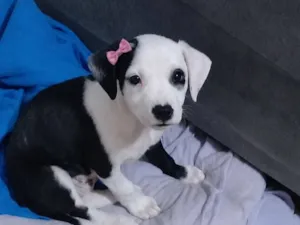 Cachorro raça SRD-ViraLata idade 2 a 6 meses nome Ainda sem nome