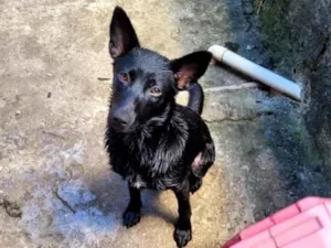 Cachorro raça SRD-ViraLata idade 3 anos nome Zoe 