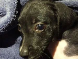 Cachorro raça SRD-ViraLata idade 2 a 6 meses nome pantera 