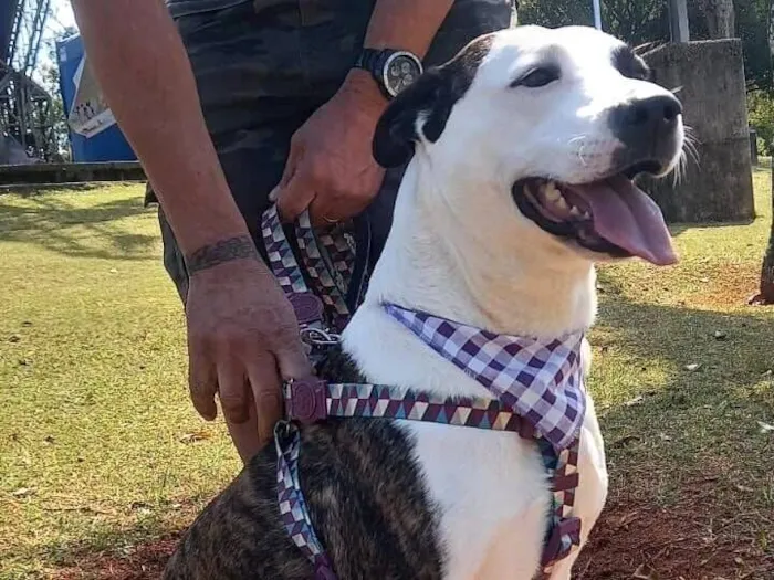 Cachorro raça SRD-ViraLata idade 2 anos nome princesa 