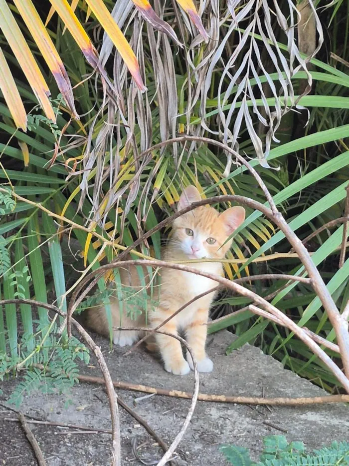 Gato raça SRD-ViraLata idade 2 a 6 meses nome sem nome (lar temporário)