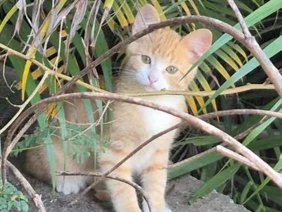 Gato raça SRD-ViraLata idade 2 a 6 meses nome sem nome (lar temporário)