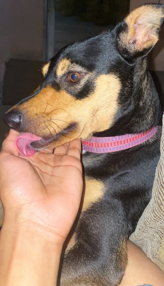 Cachorro raça SRD-ViraLata idade 1 ano nome Lua