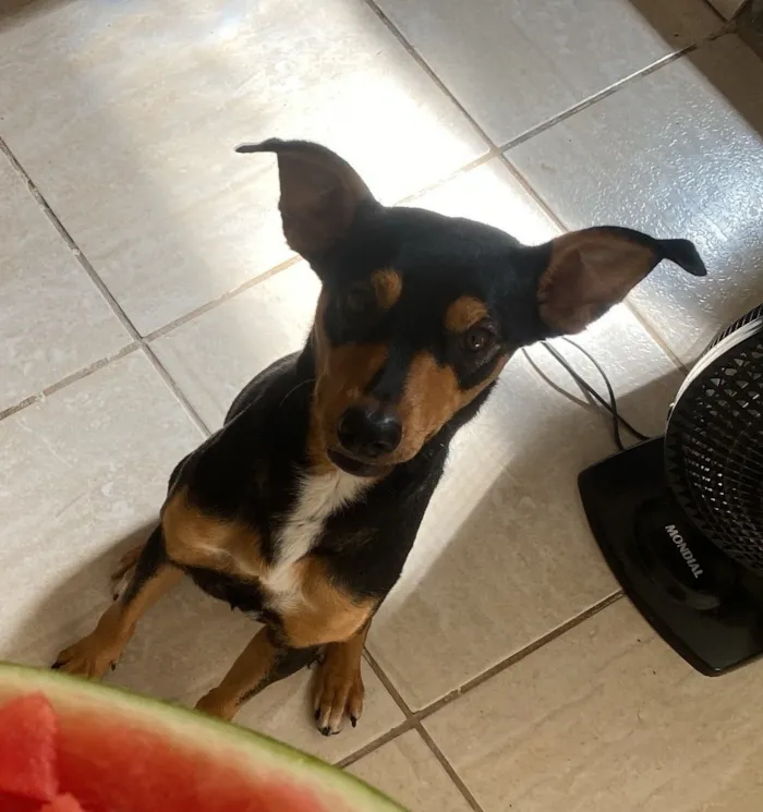 Cachorro raça SRD-ViraLata idade 1 ano nome Lua