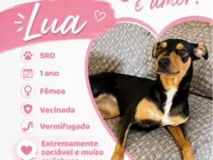 Cachorro raça SRD-ViraLata idade 1 ano nome Lua