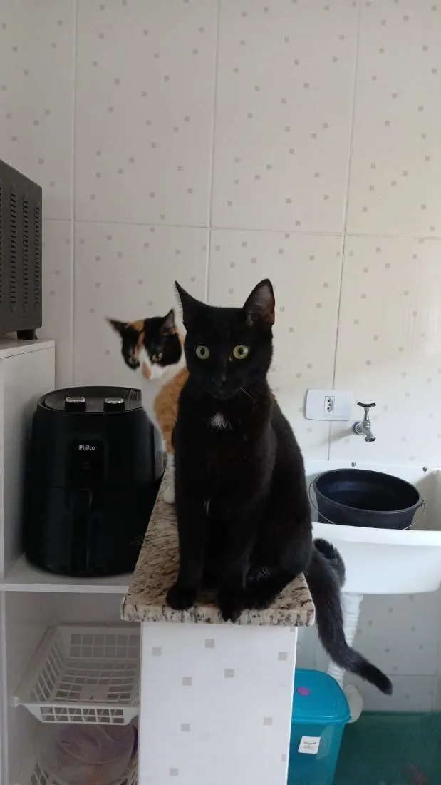 Gato raça SRD-ViraLata idade 7 a 11 meses nome Alípio