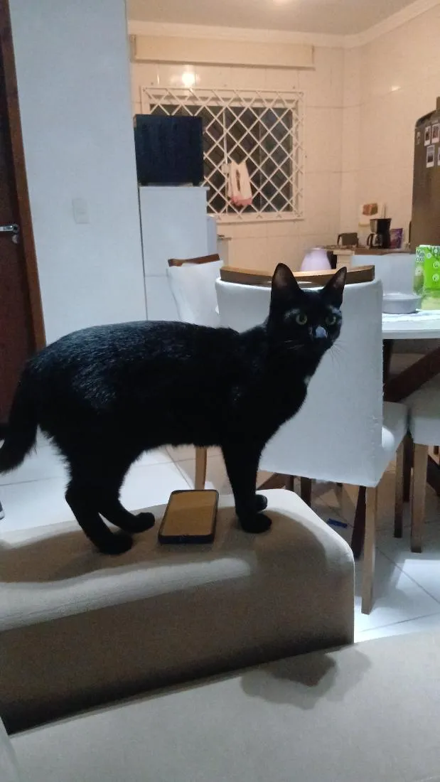 Gato raça SRD-ViraLata idade 7 a 11 meses nome Alípio