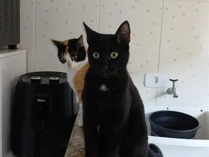 Gato raça SRD-ViraLata idade 7 a 11 meses nome Alípio