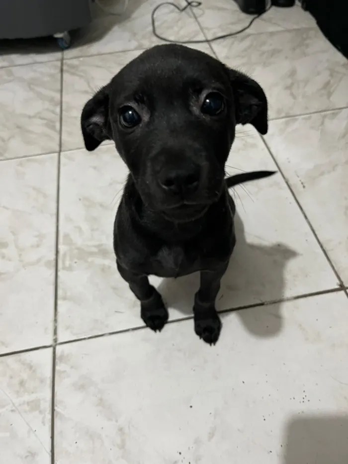 Cachorro raça SRD-ViraLata idade 2 a 6 meses nome Luna