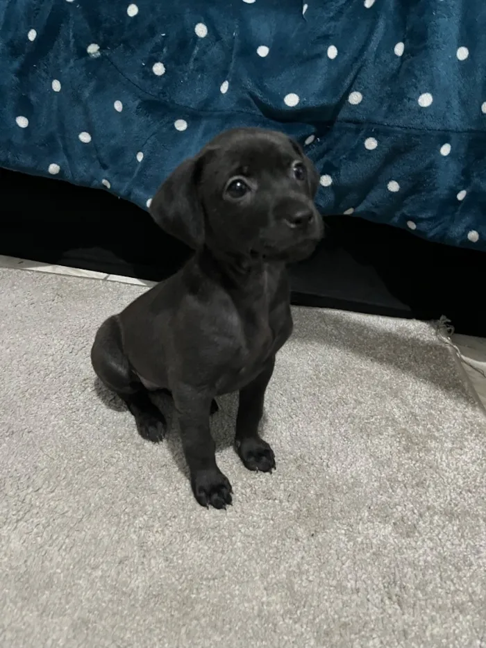 Cachorro raça SRD-ViraLata idade 2 a 6 meses nome Luna