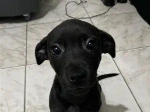 Cachorro raça SRD-ViraLata idade 2 a 6 meses nome Luna