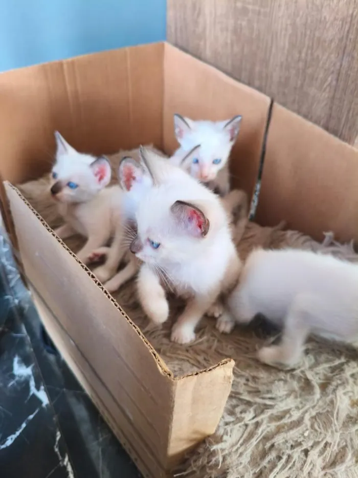 Gato raça SRD-ViraLata idade Abaixo de 2 meses nome Sem nome 