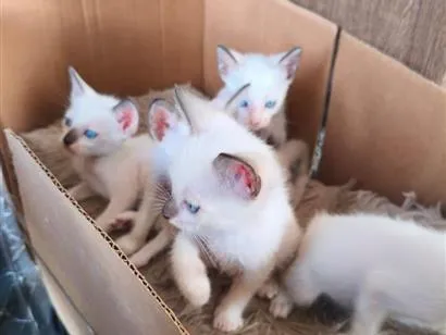 Gato raça SRD-ViraLata idade Abaixo de 2 meses nome Sem nome 