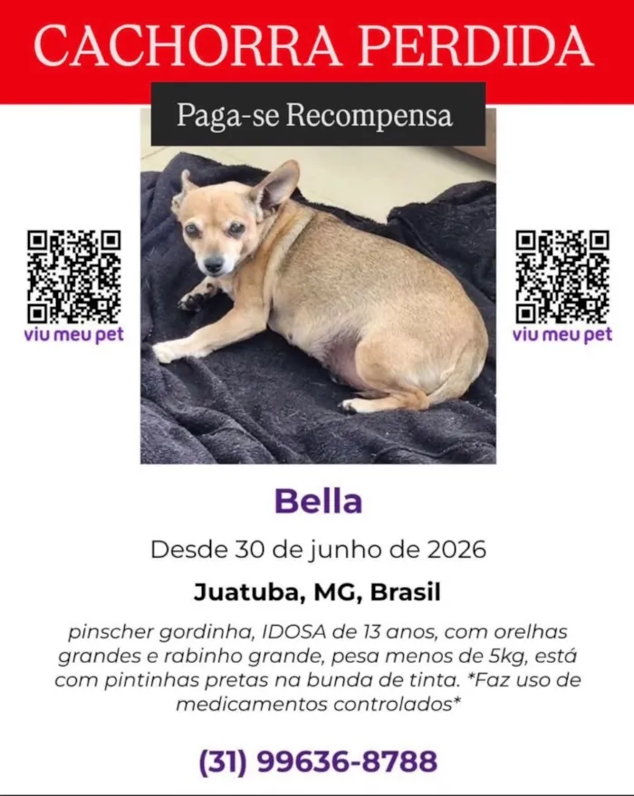 Cachorro raça Pinscher idade 6 ou mais anos nome Bella