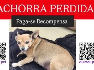 Cachorro raça Pinscher idade 6 ou mais anos nome Bella