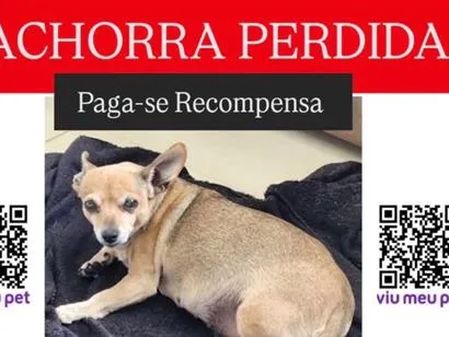 Cachorro raça Pinscher idade 6 ou mais anos nome Bella