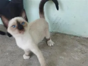 Gato raça Siamês idade 2 a 6 meses nome gato 