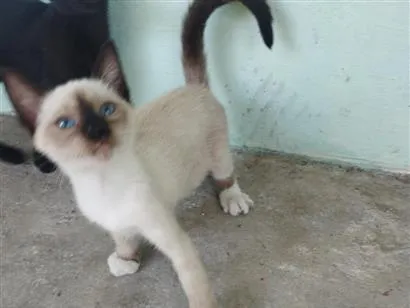 Gato raça Siamês idade 2 a 6 meses nome gato 