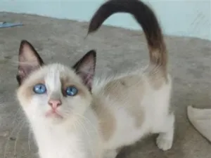 Gato raça SRD-ViraLata idade 2 a 6 meses nome gato 