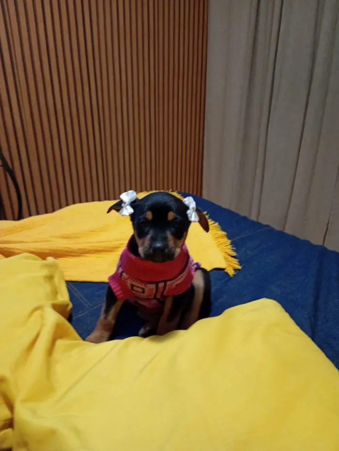 Cachorro raça SRD-ViraLata idade 2 a 6 meses nome Safira